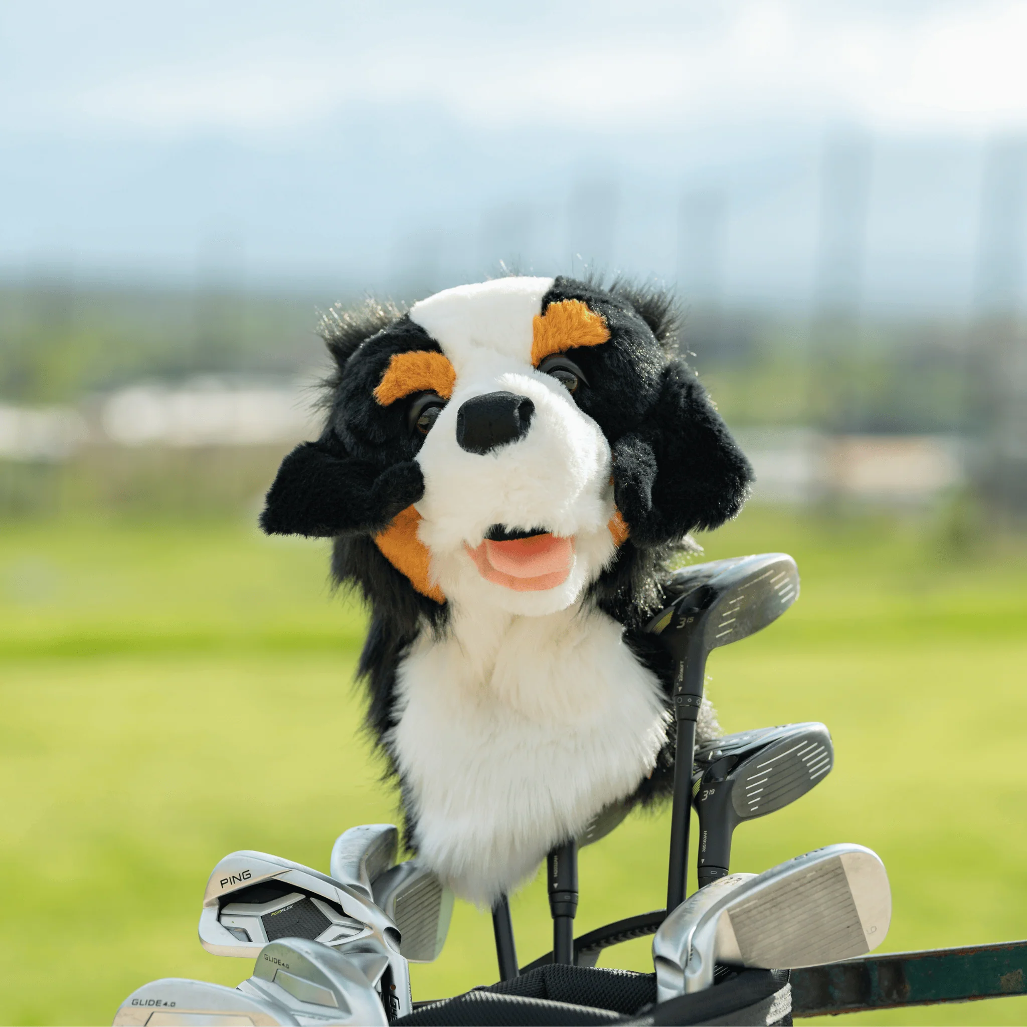 Bernese Mountain Dog - Image 2