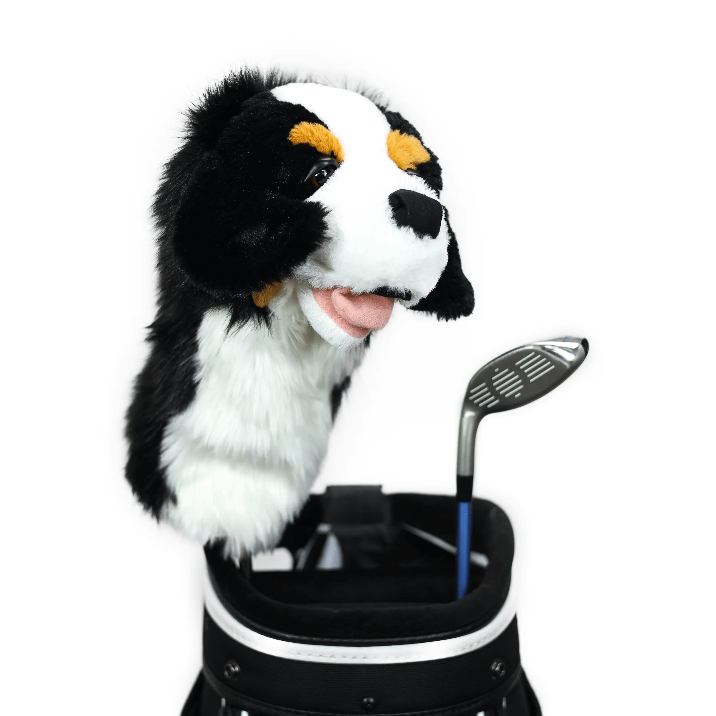 Bernese Mountain Dog - Image 4