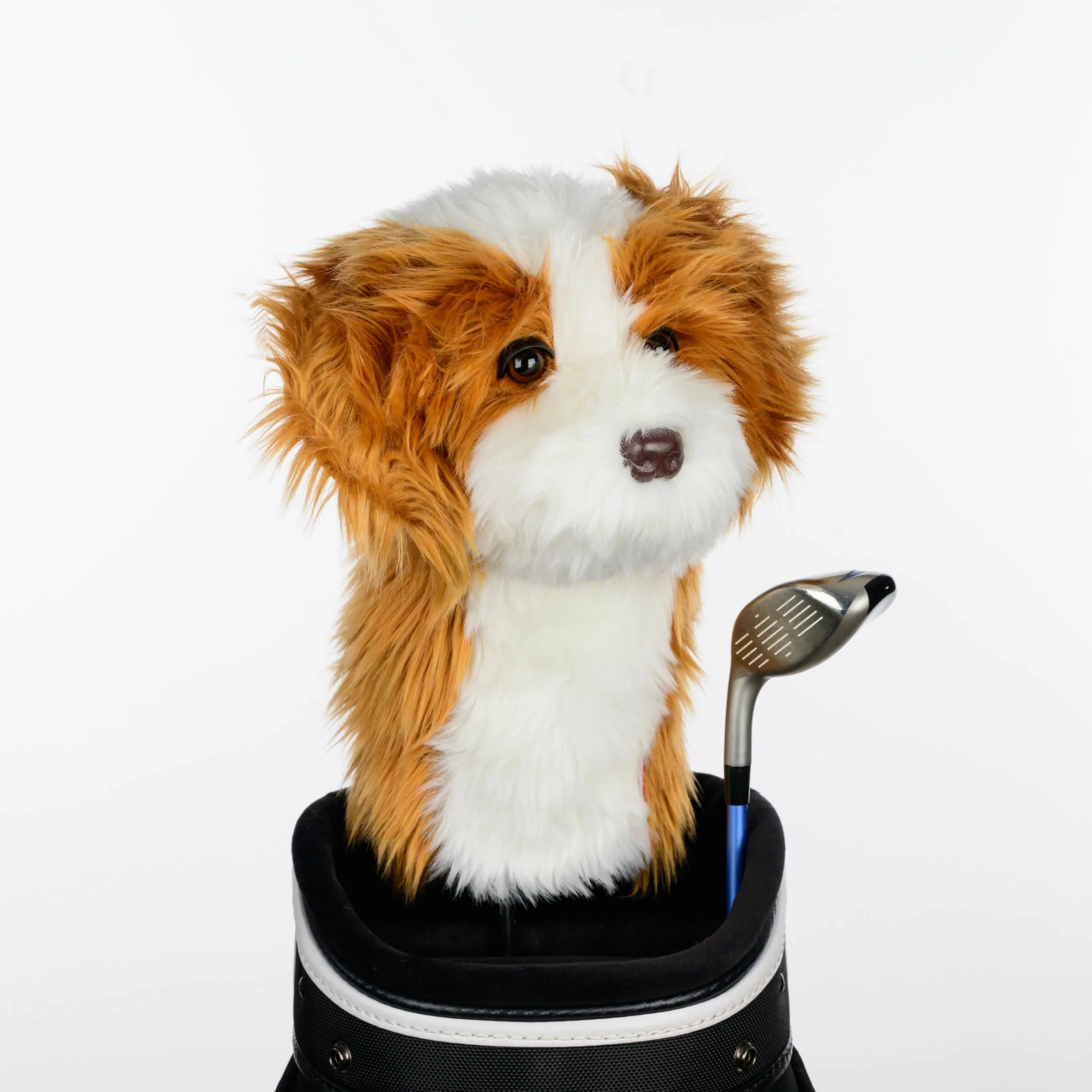 Cavapoo - Image 2