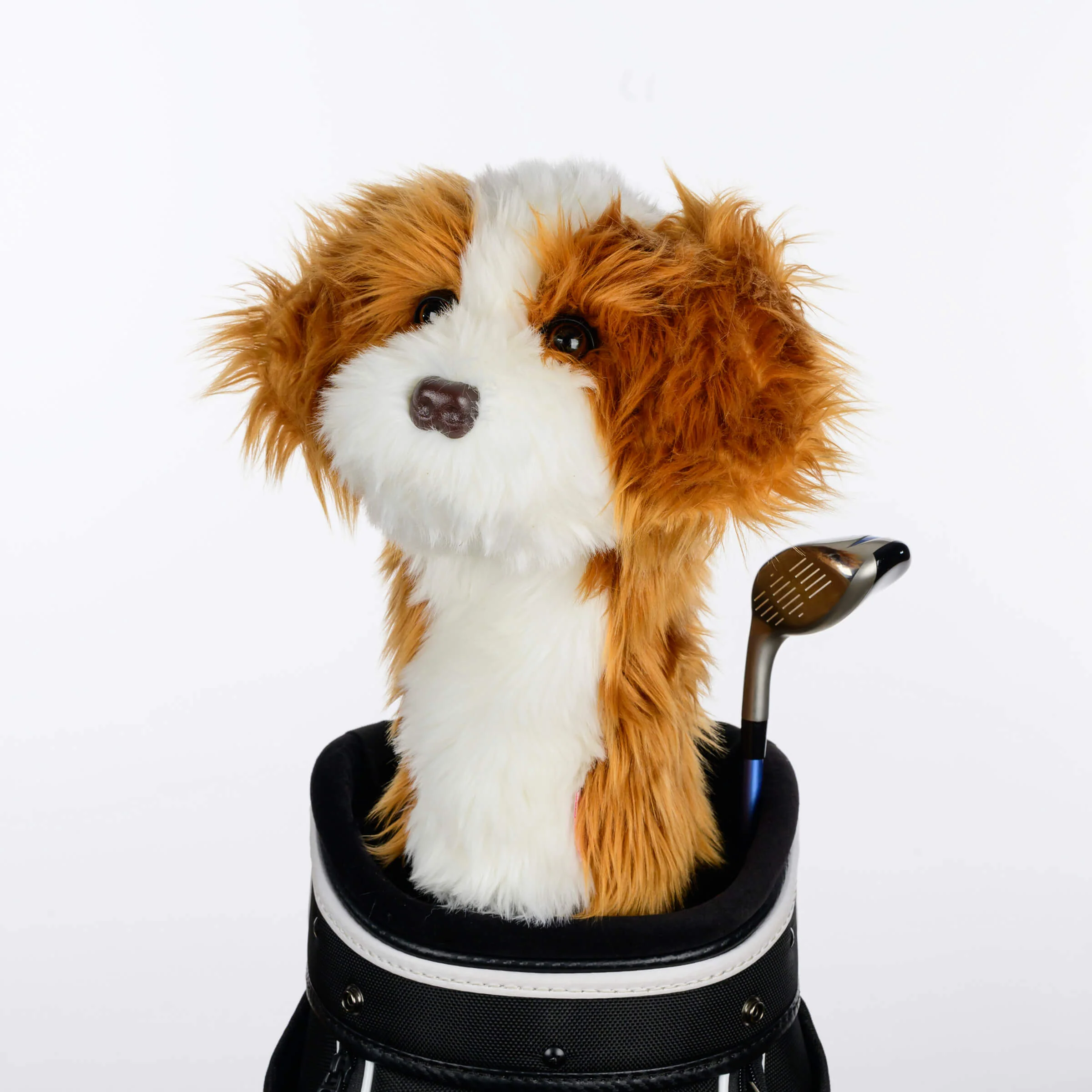 Cavapoo - Image 3
