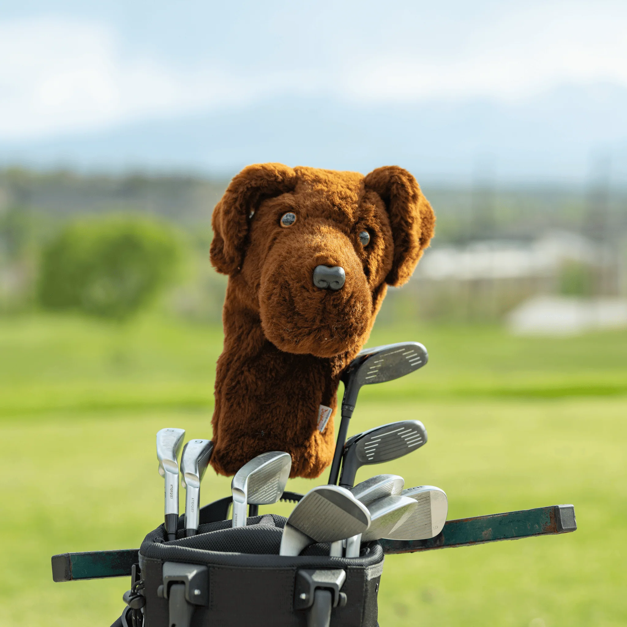 Chocolate Lab - Image 2