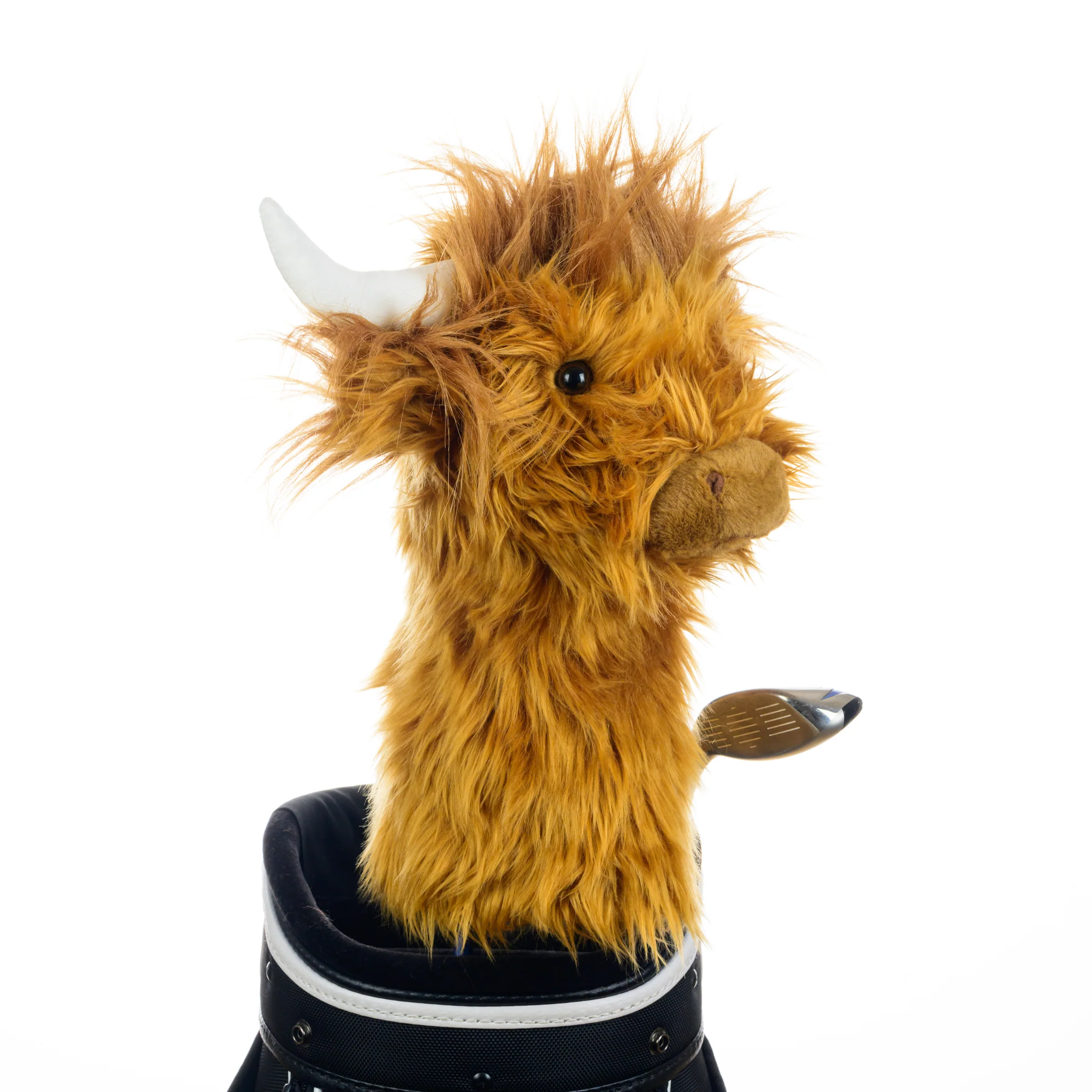 Highland Cow - Image 4