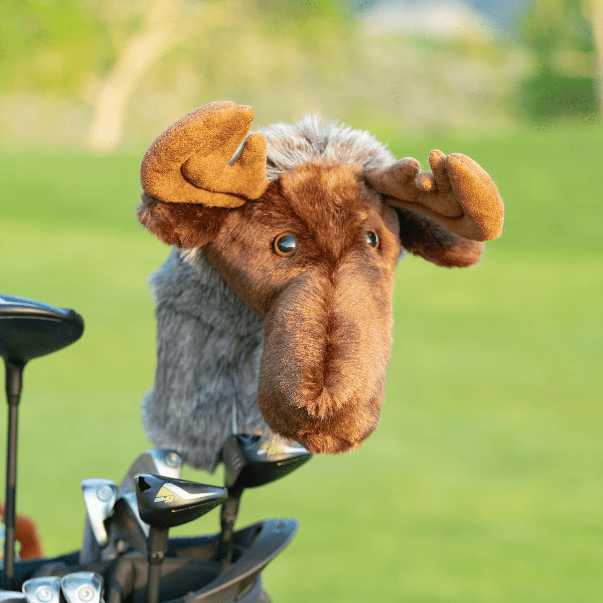 Moose - Image 2