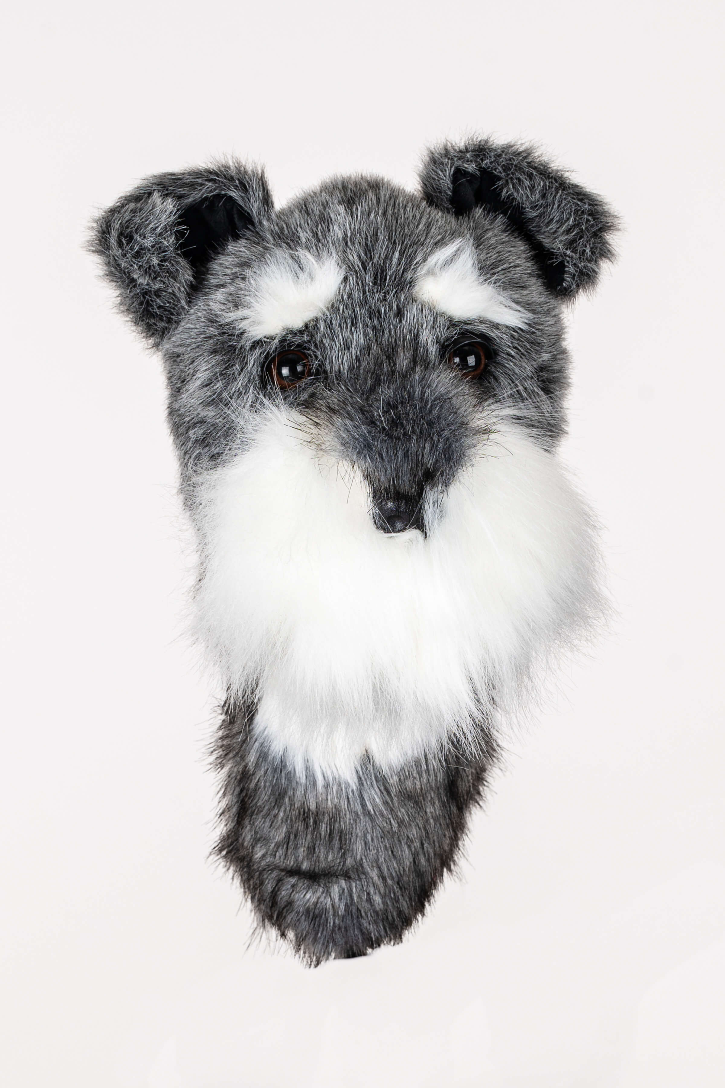 Schnauzer - Image 2