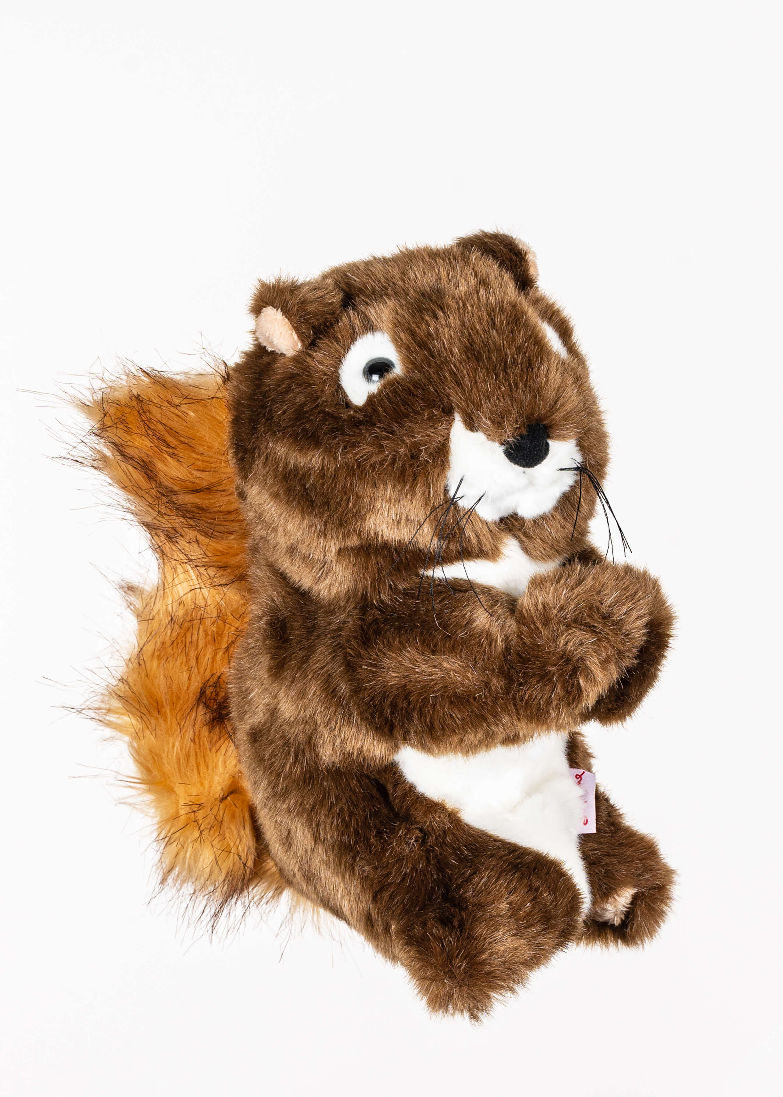 Squirrel - Image 2