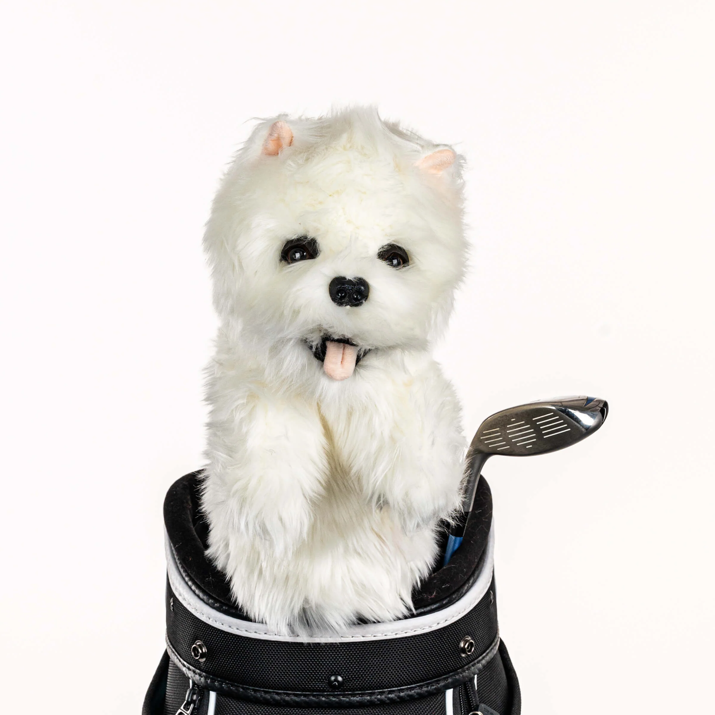 Westie
