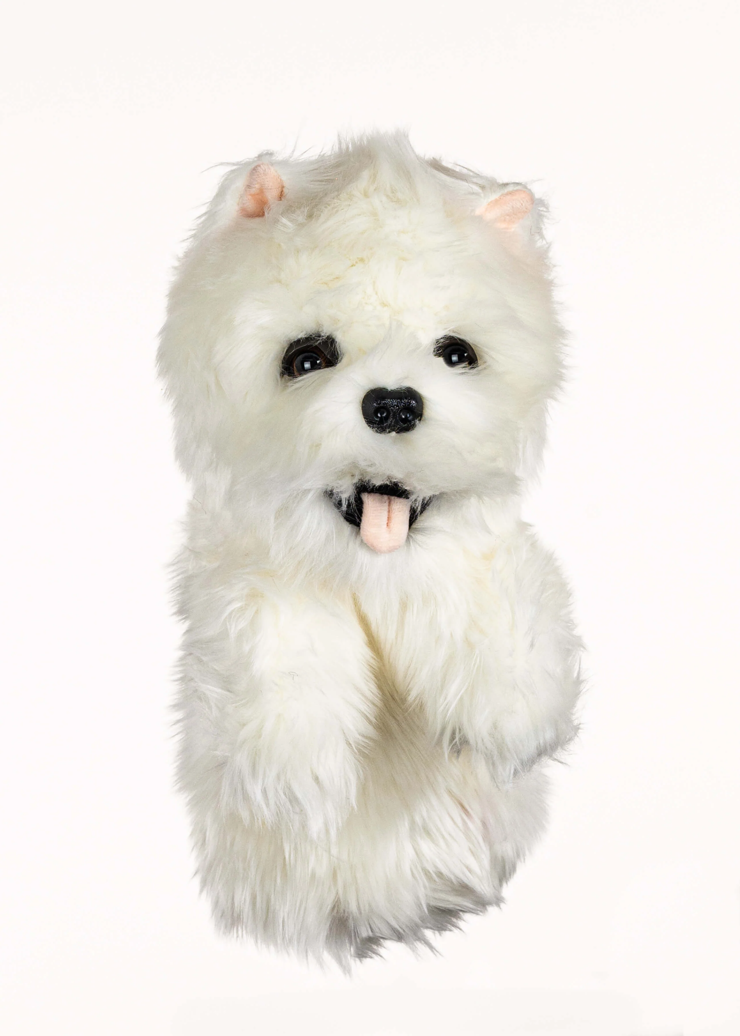 Westie - Image 2