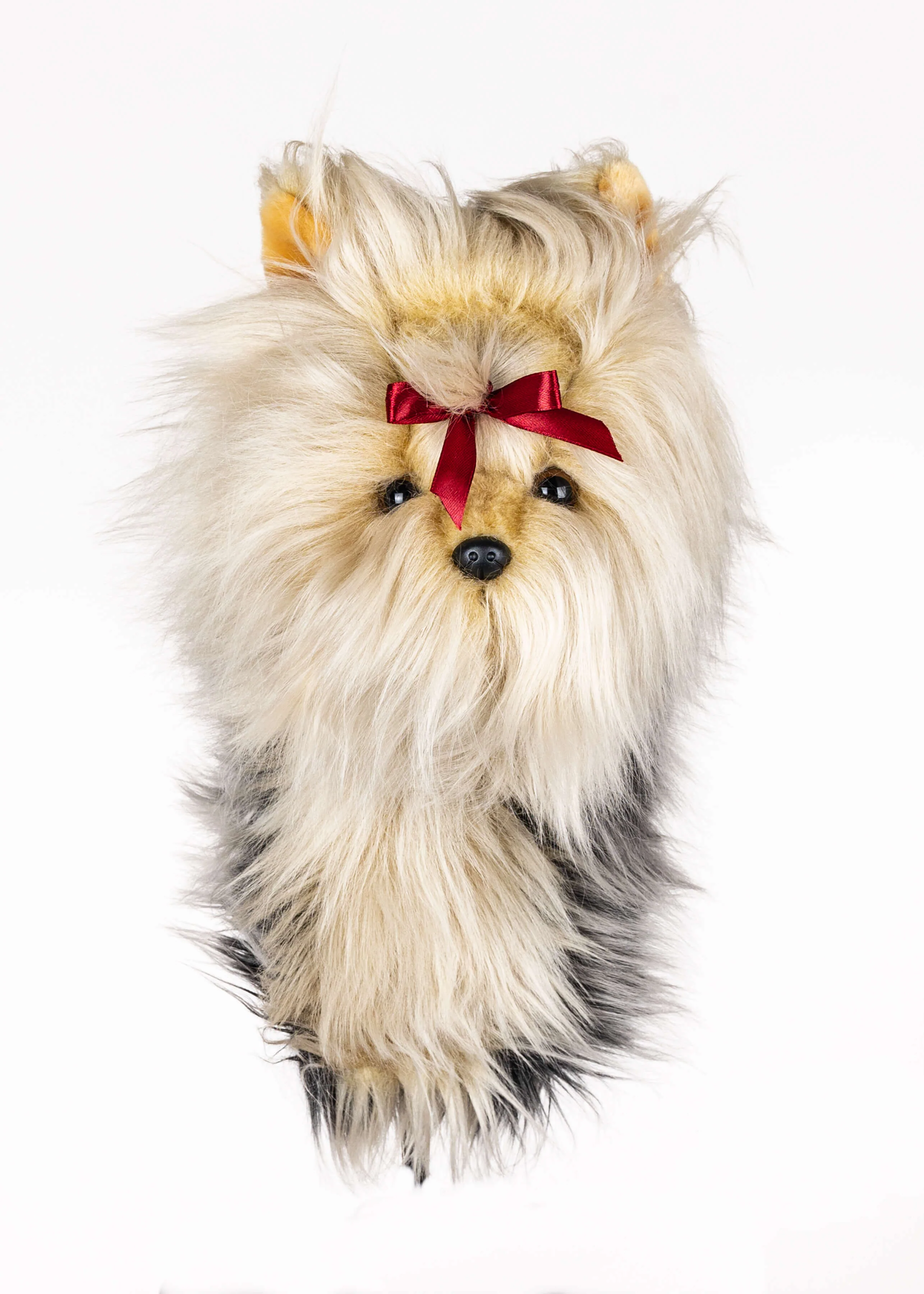 Yorkshire Terrier - Image 2